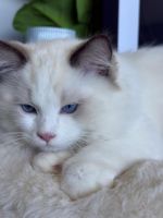 Ragdoll Cats for sale in Miami Beach, FL, USA. price: $1,200
