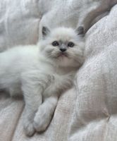 Ragdoll Cats for sale in Yorkville, IL, USA. price: $1,500