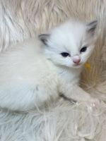 Ragdoll Cats for sale in 800 W University Pkwy, Orem, UT 84058, USA. price: $1,700