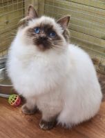 Ragdoll Cats for sale in Grimsby, UK. price: 500 GBP