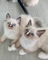 Ragdoll Cats for sale in Kevans Burn, Newton Stewart DG8 8HN, UK. price: 700 GBP