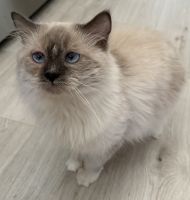 Ragdoll Cats for sale in North Port, FL, USA. price: NA