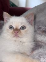 Ragdoll Cats for sale in Vienna, Austria. price: 200 EUR