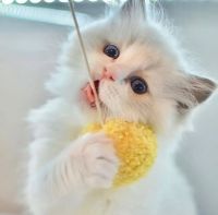 Ragdoll Cats for sale in California City, CA, USA. price: NA