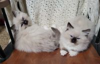 Ragdoll Cats for sale in New London, OH 44851, USA. price: $1,500