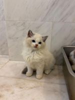Ragdoll Cats for sale in 1 Jalan Anak Bukit, Singapura 588996. price: $1,900