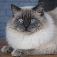 Ragdoll Cats for sale in Millersport, OH 43046, USA. price: $3,000