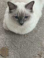 Ragdoll Cats for sale in Charlotte, NC, USA. price: $550