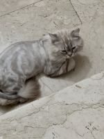 Ragdoll Cats for sale in As Salamah, Jeddah Saudi Arabia. price: NA