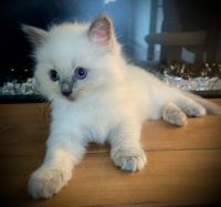 Fluffy Little Ragdoll Clouds