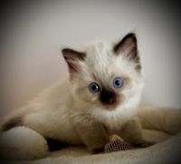 Ragdoll Cats for sale in Tully QLD 4854, Australia. price: NA