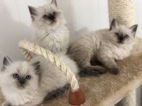 Ragdoll Kittens