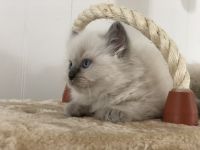 Ragdoll Kittens