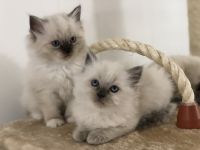 Ragdoll Kittens