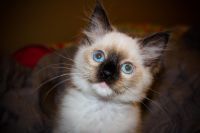 ragdoll male kittens ready fro adoption