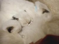 Female sealpoint mitted Ragdoll “Purple”