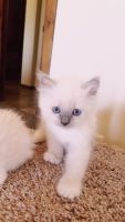 Ragdoll Kittens