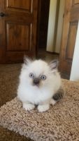Ragdoll Kittens
