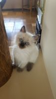 Ragdoll Kittens