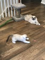 One year old ragdoll and 12 week old ragdoll for adoption