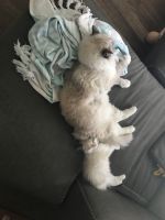 One year old ragdoll and 12 week old ragdoll for adoption