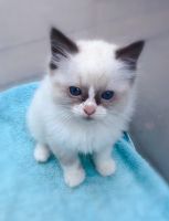 Ragdoll kittens