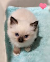 Ragdoll kittens