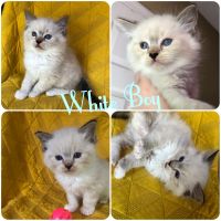 3/4 Ragdolls kittens