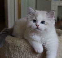 Pedigree~Champion Ragdoll Kittens 10 Weeks Old Ready Now