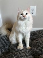 Firetip Ragdoll Cat for sale