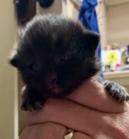 Ragdoll Kittens Ready for Forever Home 12/26/19