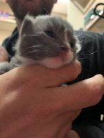 Ragdoll Kittens Ready for Forever Home 12/26/19