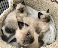 Ragdolls kittens