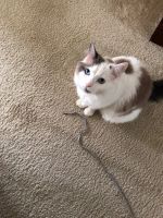 Rehoming Beautiful Purebred Male Ragdoll Cat