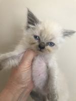 Ragdoll kitten $250
