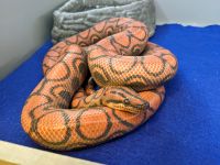 Rainbow boa Reptiles for sale in Greenville, SC, USA. price: $300