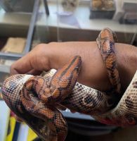 Rainbow boa Reptiles for sale in 3206 Lealand Pl Ln, Lawrenceville, GA 30044, USA. price: $300