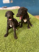 Rampur Greyhound Puppies for sale in Delhi, India. price: 17,000 INR