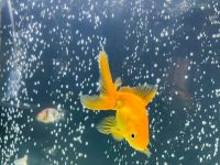 Ranchu goldfish Fishes Photos