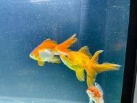 Ranchu goldfish Fishes Photos