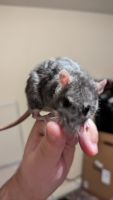 Rat Rodents for sale in St. George, UT, USA. price: NA