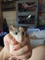 Rat Rodents Photos