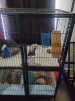 Rat Rodents for sale in Edison, NJ, USA. price: $75