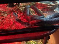 Rat Snake Reptiles Photos