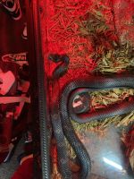 Rat Snake Reptiles for sale in Philadelphia, PA, USA. price: $60