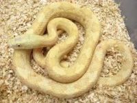 Rat Snake Reptiles for sale in Baton Rouge, LA, USA. price: $80