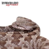 Rat Snake Reptiles for sale in NJ-17, Paramus, NJ 07652, USA. price: $30