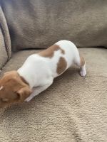Rat Terrier Puppies for sale in Springerville, AZ, USA. price: $500