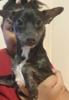Rat Terrier Puppies for sale in Homestead, FL, USA. price: $150