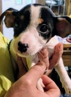 Rat Terrier Puppies for sale in Wrens, Georgia. price: $500